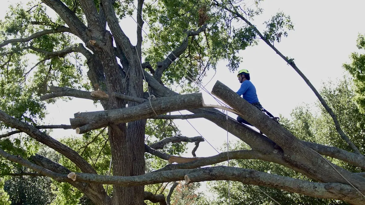 Professional Crown Thinning performed by certified arborists in Creamery